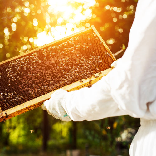 Beekeeper in protective suit holding a wooden frame covered with honey bees in warm sunlight, ideal for beekeeping supplies in Farm, Garden & Tool and 10-Frame Hives collections.