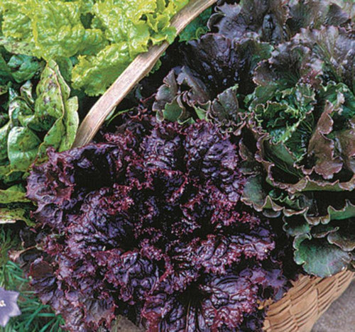 Basket filled with a variety of colorful lettuces featuring green and deep red leaves, representing a unique, handcrafted seed mixture ideal for Farm, Garden & Tool, Seeds and Planting, and USA Made collections.