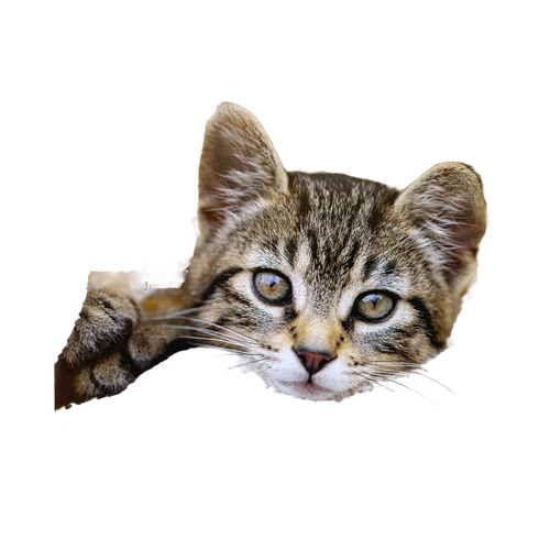 Charming handcrafted magnet featuring a close-up of a tabby kitten’s face with an uplifting Bible verse, perfect for Home & Decor, Best Sellers, and Promo Eligible collections.