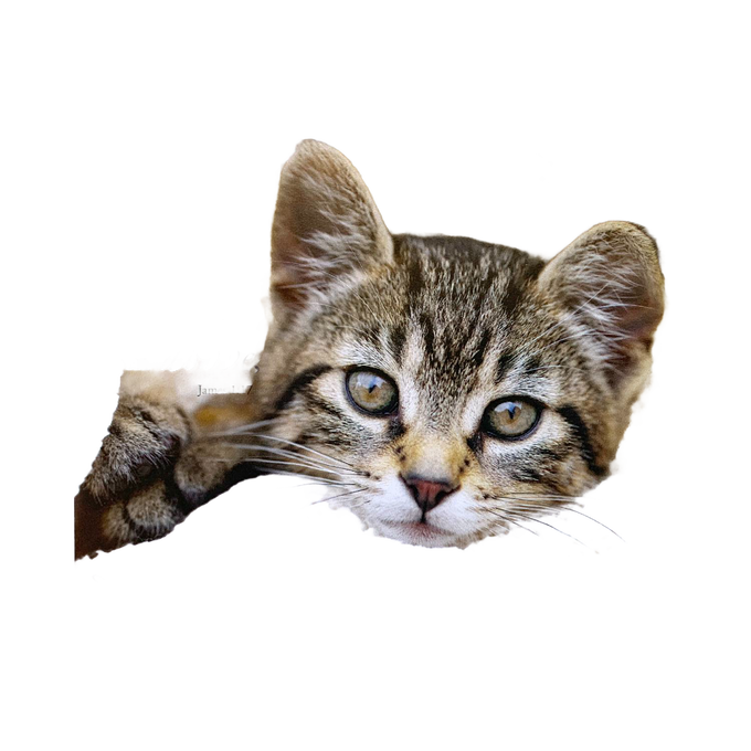 Charming handcrafted magnet featuring a close-up of a tabby kitten’s face with an uplifting Bible verse, perfect for Home & Decor, Best Sellers, and Promo Eligible collections.
