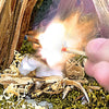 Close-up of a hand striking an outdoor match, igniting a flame on natural tinder with moss and wood, showcasing a handcrafted emergency fire-starting kit ideal for camping and garden supplies.
