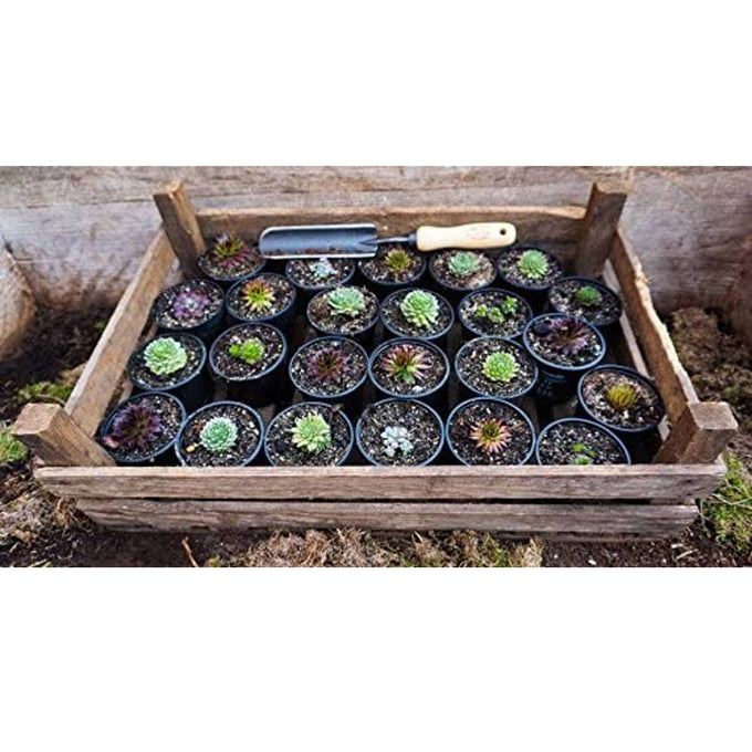 Wooden tray holding multiple small potted succulents arranged in rows with a narrow, heavy-duty gardening trowel featuring a wooden handle resting on top, ideal for Farm, Garden & Tool, Digging and Cultivating, Garden Accessories, Best Sellers, and Promo Eligible collections.
