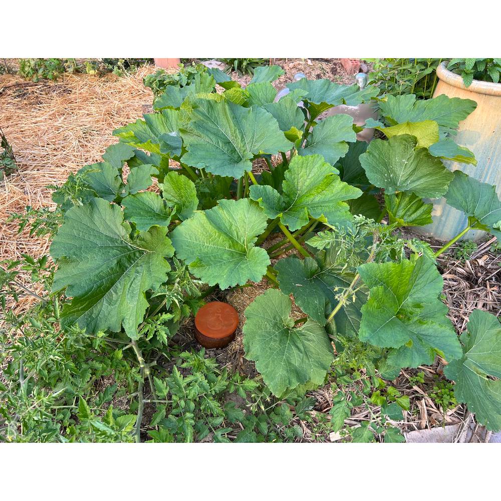 Handcrafted unglazed terra cotta irrigation pot buried in soil among thriving green garden plants, conserving water in small beds and containers, featured in Farm, Garden & Tool and Lawncare collections.