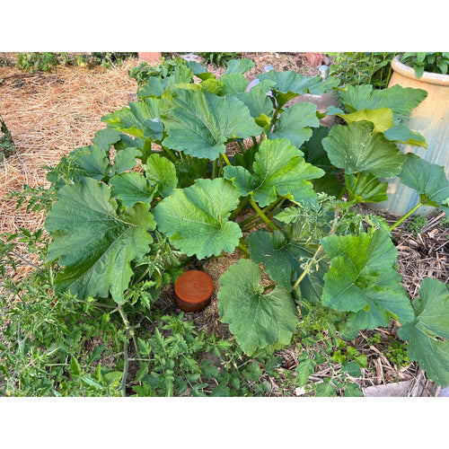 Handcrafted unglazed terra cotta irrigation pot buried in soil among thriving green garden plants, conserving water in small beds and containers, featured in Farm, Garden & Tool and Lawncare collections.