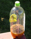 Clear plastic wasp trap made from a 2-liter bottle with a green cap and yellow funnel, filled with bait liquid, surrounded by several wasps, displayed outdoors on a wooden surface.