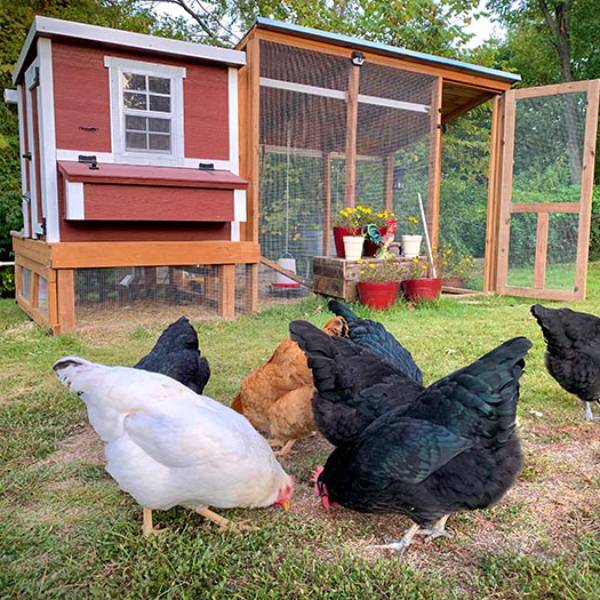 Handcrafted heavy-duty red and white chicken coop with enclosed run, featuring a secure door, window, and spacious area, made in USA for Farm, Garden & Tool, Chicken Accessories, Amish Made, and Best Sellers collections.