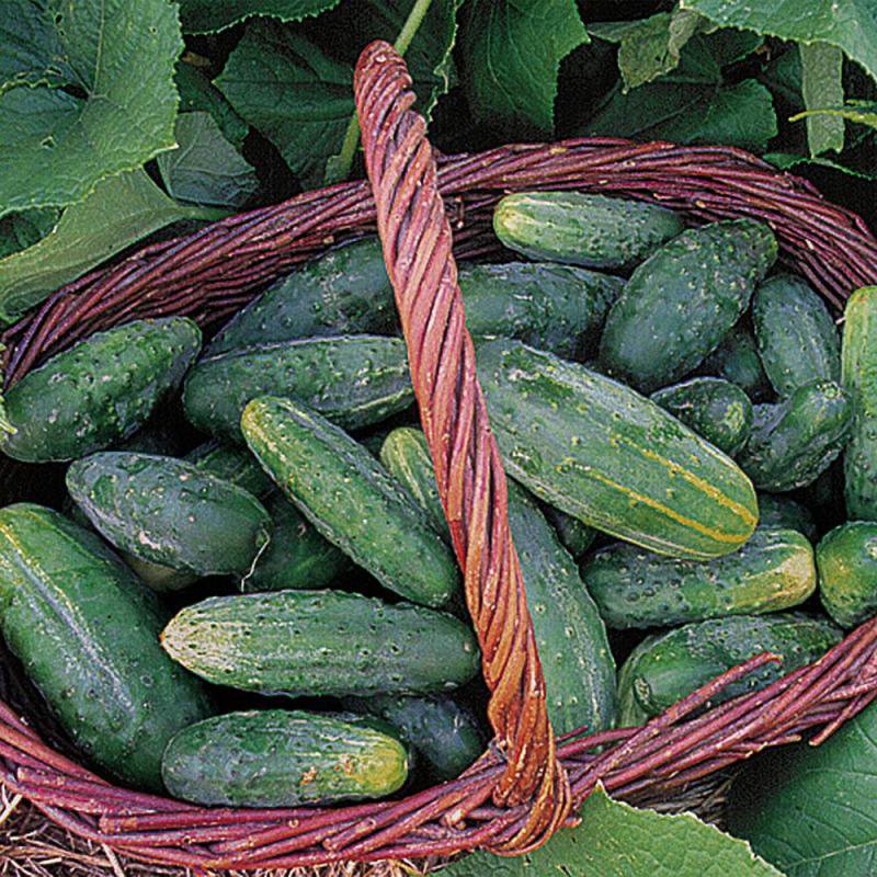 Basket filled with fresh green bushy cucumbers featuring a textured skin, showcasing a unique heirloom variety ideal for Farm, Garden & Tool and Seeds and Planting collections.