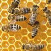 Close-up of honeybees actively tending to hexagonal honeycomb cells filled with golden honey, illustrating a vibrant hive environment in beekeeping supplies.