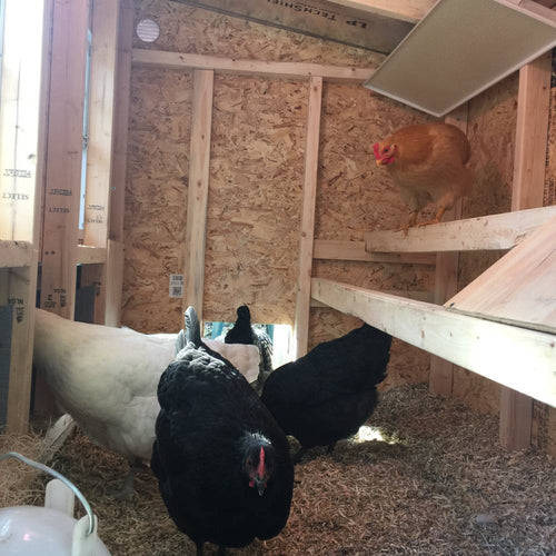 Interior view of handcrafted heavy-duty Amish-made wooden chicken coop with bedding and multiple chickens inside, ideal for Farm, Garden & Tool, Chicken Accessories, USA Made, Amish Made, and Best Sellers collections.