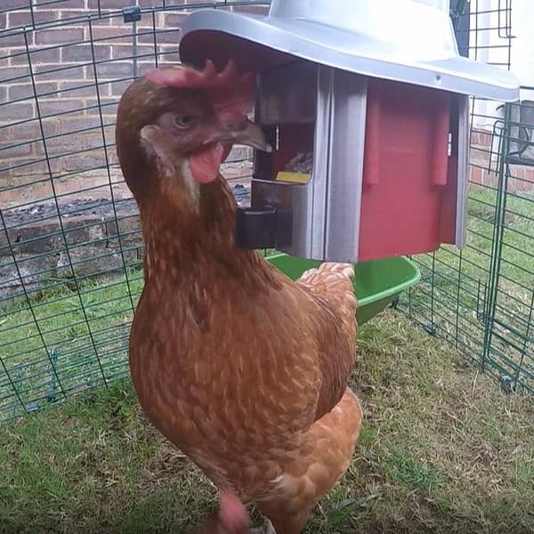 Brown chicken feeding from a vermin-proof feeder with weight-activated pest blocking mechanism inside a wire enclosure, ideal for Farm, Garden & Tool and Animal Care collections.