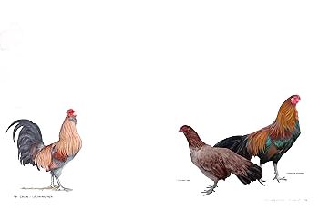 Open pages of an illustrated encyclopedia featuring detailed drawings and descriptions of various chicken breeds, part of Farm, Garden & Tool, Toys, Books & Games, Chicken Accessories, Books, and Best Sellers collections.