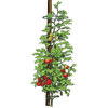 Illustration of a tomato plant supported by galvanized steel rings slipped over a wooden stake, showing healthy green leaves and ripe red tomatoes, suitable for farm and garden use.