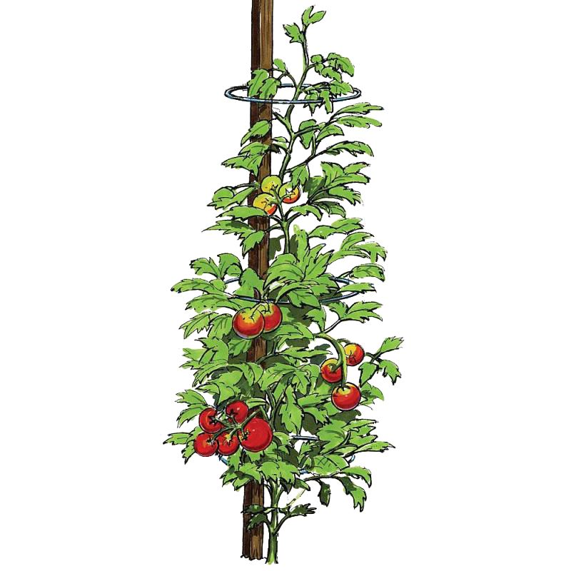 Illustration of a tomato plant supported by galvanized steel rings slipped over a wooden stake, showing healthy green leaves and ripe red tomatoes, suitable for farm and garden use.