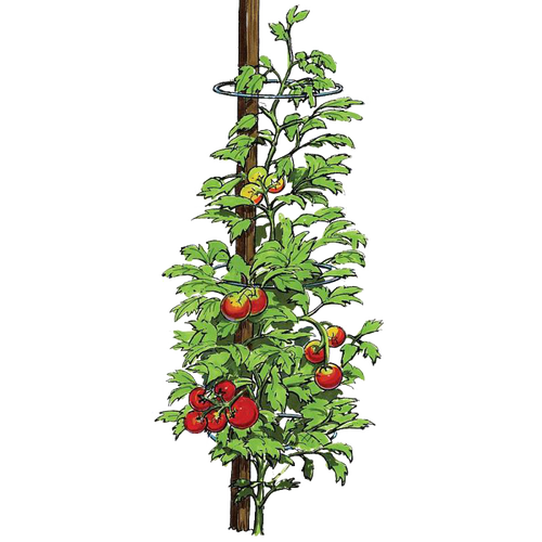 Illustration of a tomato plant supported by galvanized steel rings slipped over a wooden stake, showing healthy green leaves and ripe red tomatoes, suitable for farm and garden use.