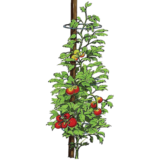 Illustration of a tomato plant supported by galvanized steel rings slipped over a wooden stake, showing healthy green leaves and ripe red tomatoes, suitable for farm and garden use.