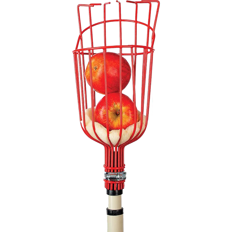 Red enameled steel fruit picker basket with padded base holding two apples, attached to a telescoping pole, ideal for Farm, Garden & Tool, Apple Harvest Supplies, and Promo Eligible collections.