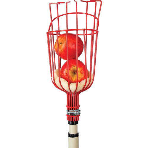 Red enameled steel fruit picker basket with padded base holding two apples, attached to a telescoping pole, ideal for Farm, Garden & Tool, Apple Harvest Supplies, and Promo Eligible collections.