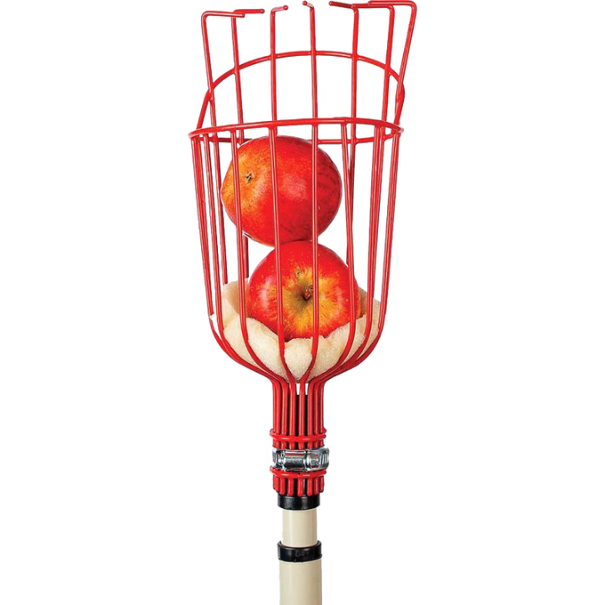 Red enameled steel fruit picker basket with padded base holding two apples, attached to a telescoping pole, ideal for Farm, Garden & Tool, Apple Harvest Supplies, and Promo Eligible collections.