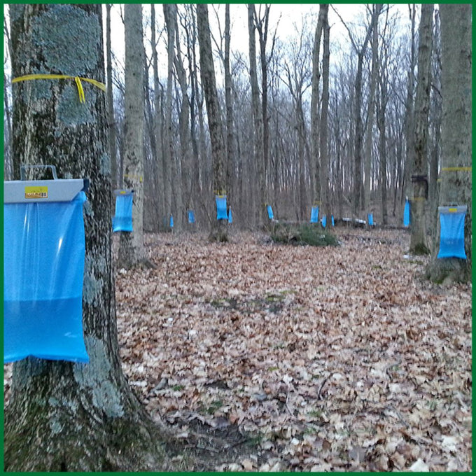 Rows of trees in a forest with blue sap bags attached for maple sugaring, showcasing a handcrafted, durable sap bag holder, featured in Farm, Garden & Tool and USA Made collections.