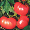 Ripe large pink beefsteak tomatoes growing on healthy potato leaf plants, heirloom variety known for meaty flesh and sweet flavor, ideal for Farm, Garden & Tool and Seeds and Planting collections.