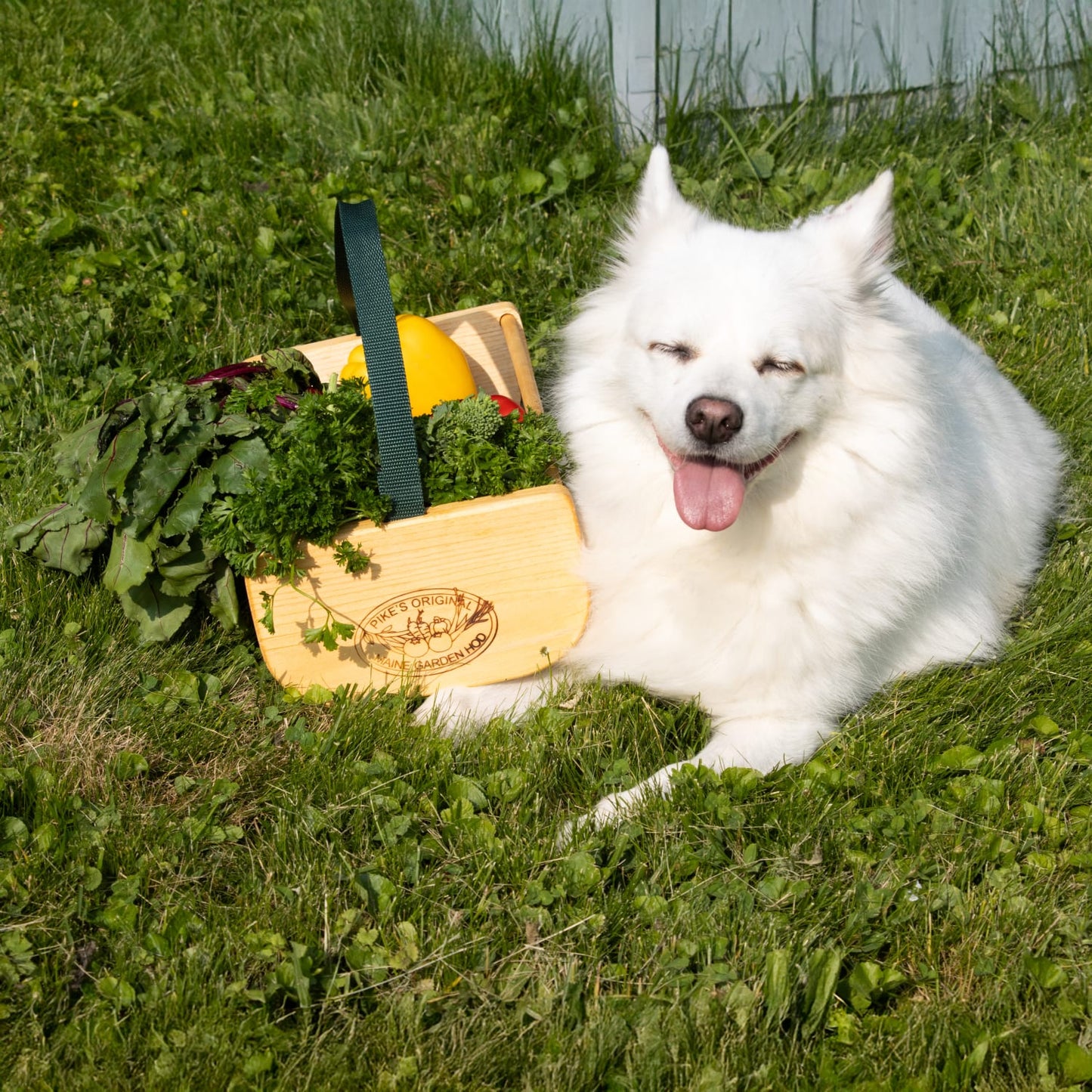 Handcrafted Maine Garden Hod with wooden ends and strap handle, filled with fresh leafy greens and squash, resting on grass beside a white fluffy dog, part of Farm, Garden & Tool, Garden Accessories, USA Made, Best Sellers, and Promo Eligible collections.