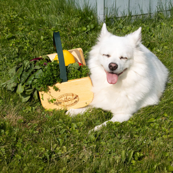 Handcrafted Maine Garden Hod with wooden ends and strap handle, filled with fresh leafy greens and squash, resting on grass beside a white fluffy dog, part of Farm, Garden & Tool, Garden Accessories, USA Made, Best Sellers, and Promo Eligible collections.