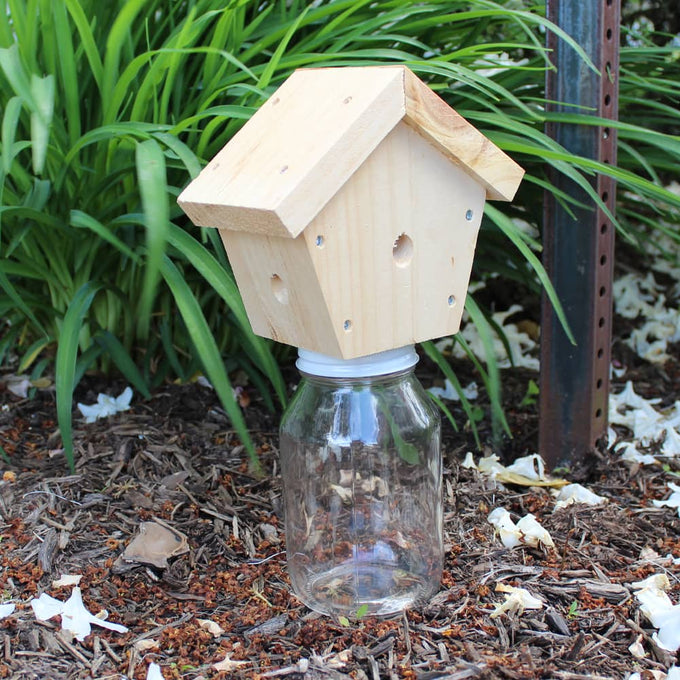 Handcrafted pine wood carpenter bee trap with a natural finish mounted on a clear glass jar, designed for outdoor pest control, made in the USA, part of Farm, Garden & Tool and Amish Made collections.
