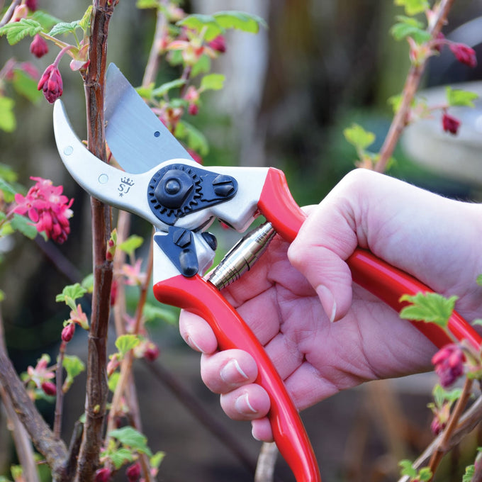 Pruning red-handled heavy-duty bypass pruning shears cutting a thick brown stem with surrounding green leaves and small pink flowers, featured in Farm, Garden & Tool and Garden Accessories collections.