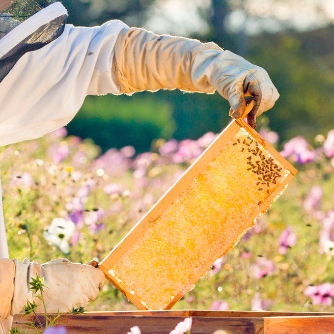 Beekeeper wearing protective gear holding a honey-filled wooden frame against a blurred wildflower meadow, part of Farm, Garden & Tool and Beekeeping Supplies collections.