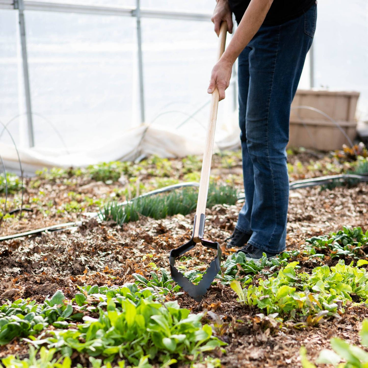 Person using a push-pull garden hoe with a long ash handle and sharpened steel blade to cultivate soil and remove weeds in a greenhouse vegetable garden, USA made tool ideal for farm and garden use
