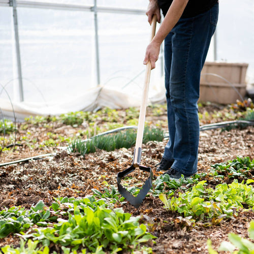 Person using a push-pull garden hoe with a long ash handle and sharpened steel blade to cultivate soil and remove weeds in a greenhouse vegetable garden, USA made tool ideal for farm and garden use