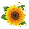 Completed sunflower-shaped jigsaw puzzle with vibrant yellow petals and green leaves, handcrafted from premium chipboard, featured in Toys, Books & Games and Best Sellers collections.