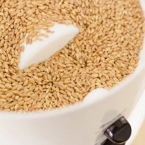 Close-up of golden wheat grains filling the white grinding chamber of a quiet, fully adjustable electric grain mill, part of Kitchen & Food, Grain Mills, and Bread Making Supplies collections.