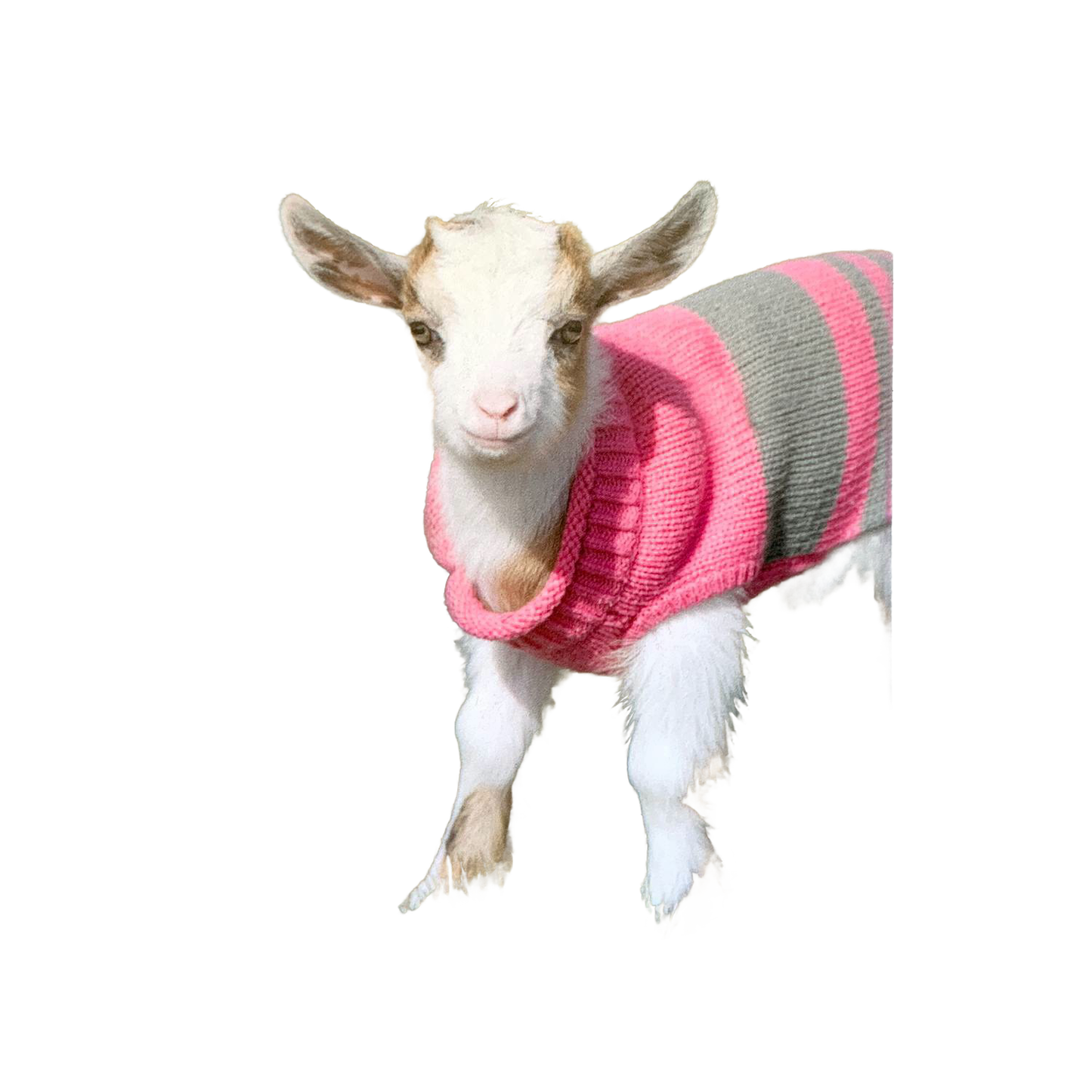 Young goat wearing a handcrafted pink and gray striped sweater, adding rustic charm to Home & Decor, Decor, Best Sellers, and Promo Eligible collections.