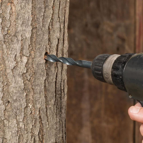 Close-up of a black metal drill bit penetrating the rough bark of a mature tree, demonstrating preparation for maple syrup collection in farm and orchard settings.