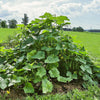 A heavy-duty galvanized steel A-frame garden trellis supporting healthy cucumber and squash vines growing in a sunny 4'x4' raised bed, ideal for farm, garden, and USA made collections.