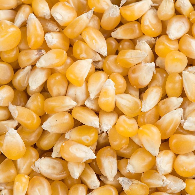 Close-up of delicate, golden ladyfinger popcorn kernels with natural drying texture, handcrafted and USA grown, perfect for Kitchen & Food, Snacks and Sweets, and Popcorn collections.