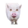 Close-up of a white pig smiling with a green leaf in its mouth, featuring the uplifting verse "You are altogether beautiful," perfect for Home & Decor and Best Sellers collections.