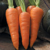 Cluster of bright orange heirloom carrots with fresh green tops resting on a rustic surface, highlighting a handcrafted garden favorite in Farm, Garden & Tool, Seeds and Planting, USA Made, and Best Sellers collections.