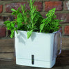 White fresh-cut herb keeper with removable dividers and refill window, filled with various green herbs, designed for Kitchen & Food and Kitchen Gadgets collections.
