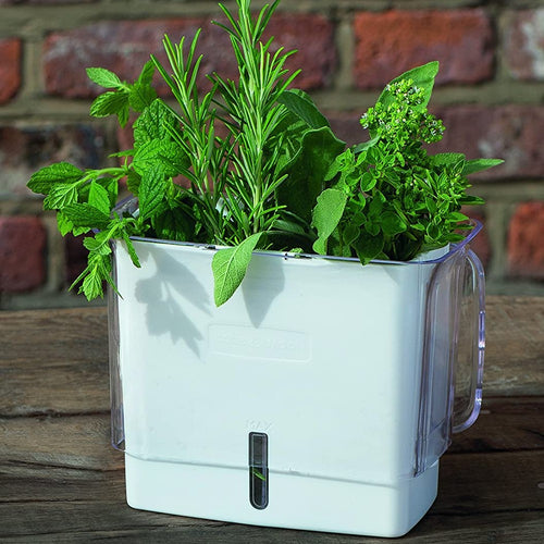 White fresh-cut herb keeper with removable dividers and refill window, filled with various green herbs, designed for Kitchen & Food and Kitchen Gadgets collections.