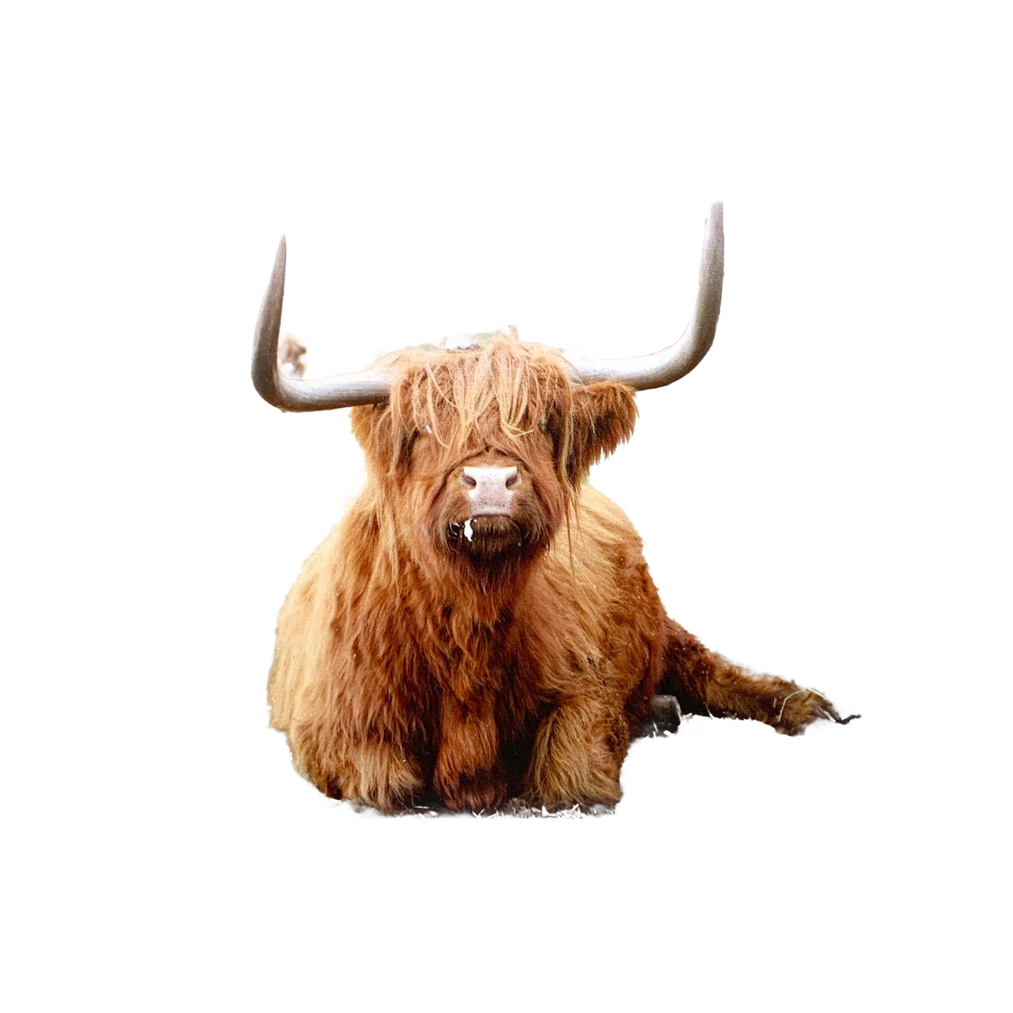 Unique handcrafted magnet showcasing a resting Highland cow with long, curved horns and shaggy reddish-brown fur, crafted to inspire within Home & Decor, Best Sellers, and Promo Eligible collections.