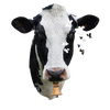 Partially assembled cow head-shaped jigsaw puzzle featuring a close-up black and white cow face with a bell, designed for children’s toys and games collections.