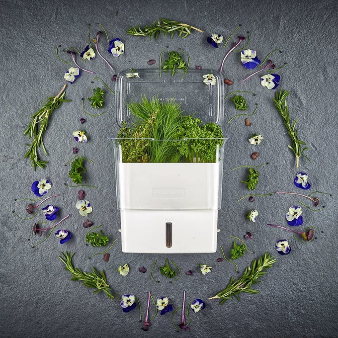 White and clear fresh-cut herb keeper with refill window and removable dividers, surrounded by fresh green herbs and edible flowers, perfect for Kitchen & Food and Storage collections.