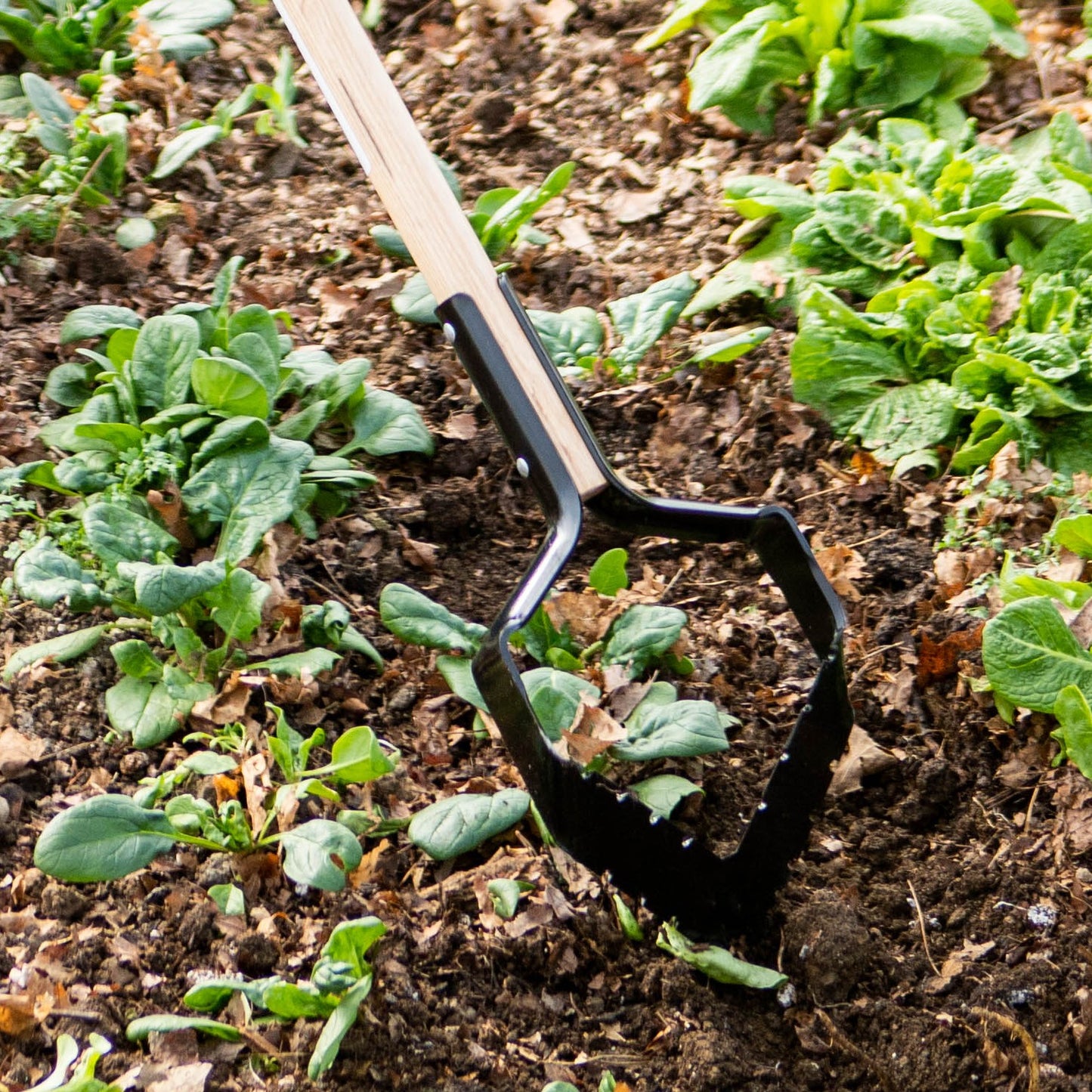 Handcrafted push-pull garden hoe with a long ash handle and sharp serrated steel blade, designed for efficient weed removal in farm and garden tasks, made in USA.