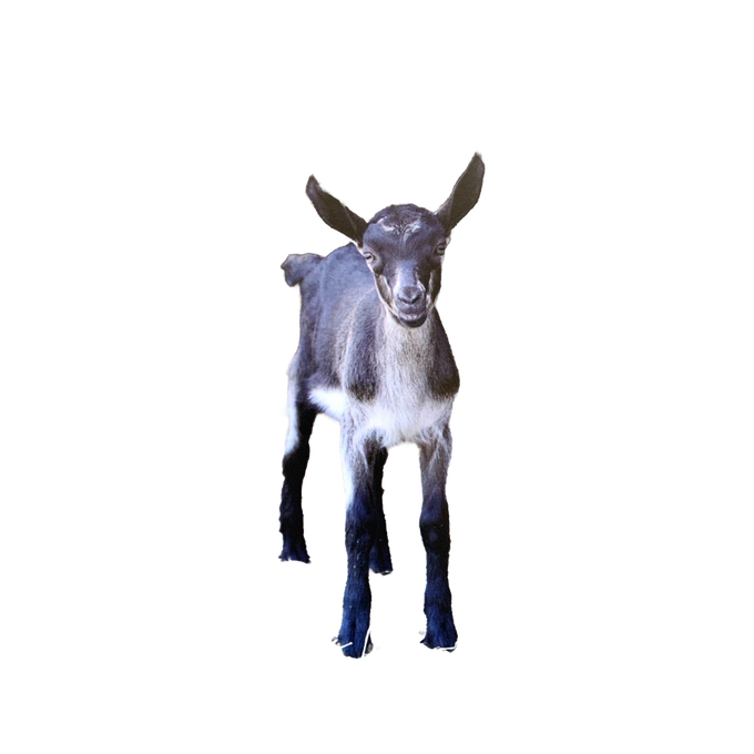 Handcrafted animal magnet featuring a charming young goat, designed to uplift with an inspiring verse, perfect for Home & Decor, Best Sellers, and Promo Eligible collections.