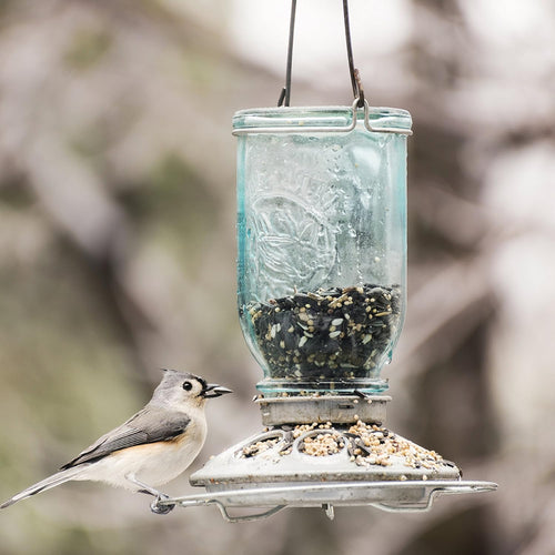 Rustic tinted-blue Mason jar bird feeder with metal base and feeding ports, filled with seed and hung by a wire handle, attracting a small perching bird in a natural garden setting.