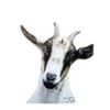 Close-up of a handcrafted plaque featuring a natural portrait of a goat with a gentle expression, designed for Home & Decor, Decor, Best Sellers, and Promo Eligible collections.