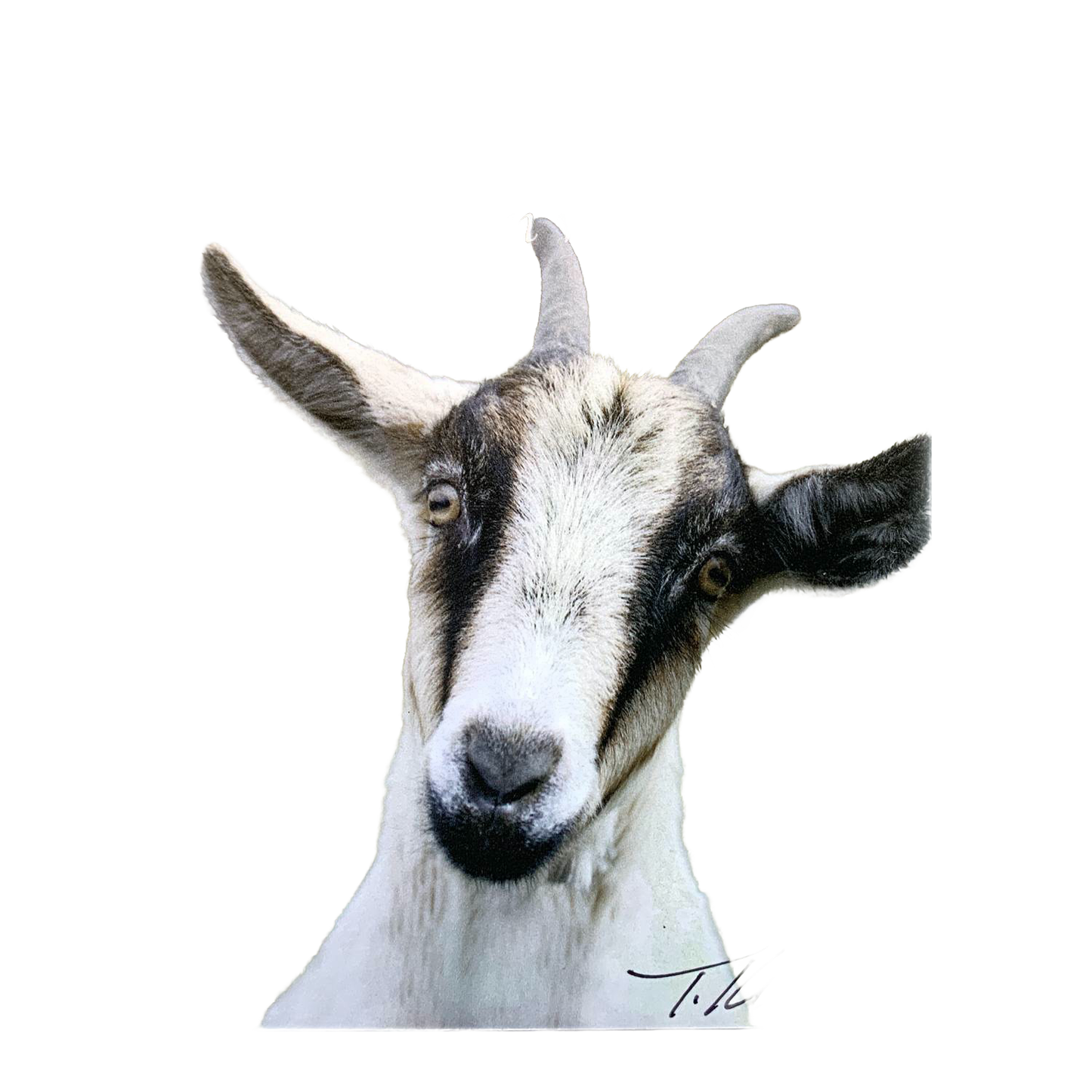 Close-up of a handcrafted plaque featuring a natural portrait of a goat with a gentle expression, designed for Home & Decor, Decor, Best Sellers, and Promo Eligible collections.