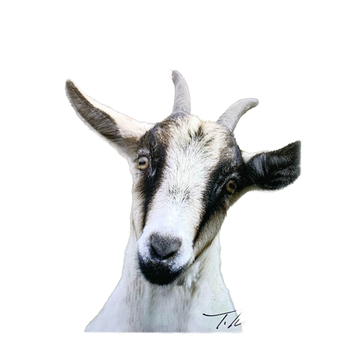 Close-up of a handcrafted plaque featuring a natural portrait of a goat with a gentle expression, designed for Home & Decor, Decor, Best Sellers, and Promo Eligible collections.